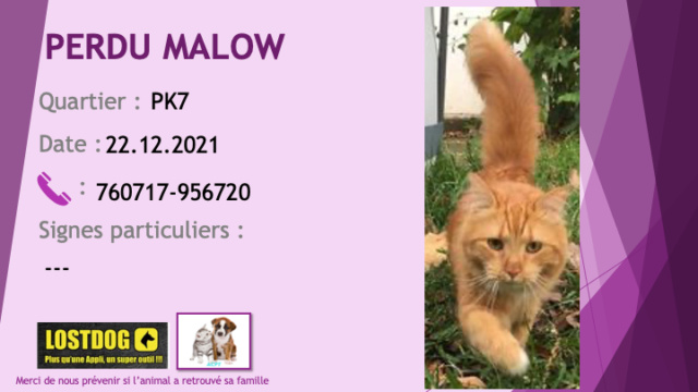 perdu - PERDU MALOW chat tigré roux poils mi-longs tatoué MOTD92 au PK7 le 22/12/2021 Perd2051