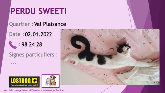 PERDU SWEETY chat blanc avec taches noires pucé castré tatoué à Val Plaisance le 02.01.2022 Perd2096