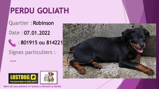 PERDU GOLIATH chiot rottweiler de 4 mois à Robinson le 07.01.2022 Perd2103