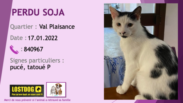 PERDU SOJA chat blanc et noir pucé, tatoué P à Val Plaisance le 17.01.2022 Perd2122
