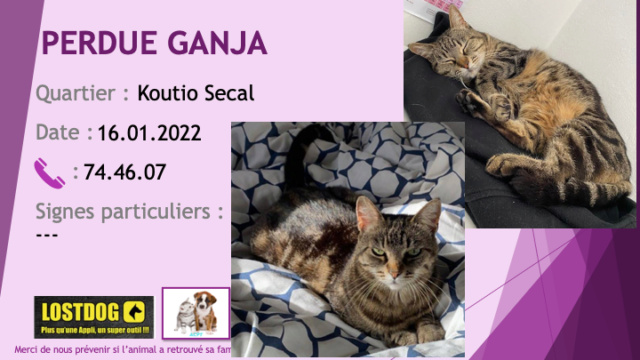 chatte - PERDUE GANJA chatte tigrée grise et beige un peu roux à Koutio Secal le 16/01/2022 Perd2123