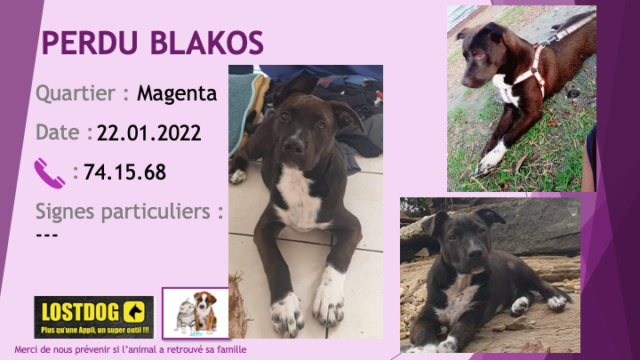 pitbull - PERDU BLAKOS croisé pitbull noir chaussettes poitrail blancs oreilles non coupées semi tombantes à Magenta le 22.01.2022 Perd2137