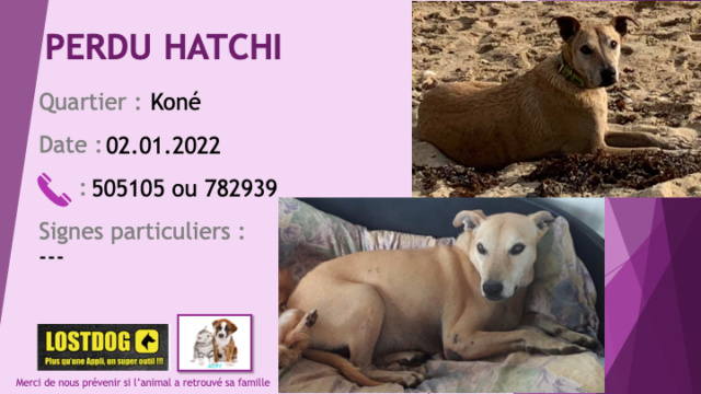 PERDU HATCHI chien type berger renard beige crème oreilles semi tombantes à Koné le 02.01.2022 Perd2140