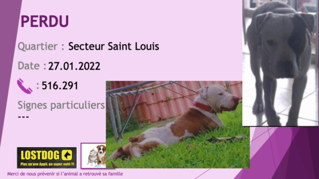 PERDU ptbull blanc avec taches fauves oreilles non coupées, queue coupée secteur Saint Louis Mont Dore le 27.01.2022 Perd2142
