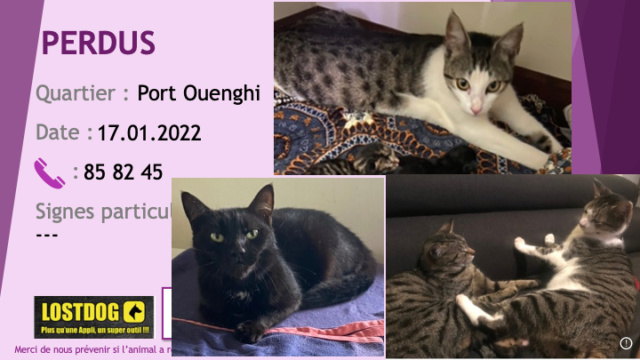 PERDUS 4 chats, 1 noir, 2 tigrés beige noir et blanc et 1 tigré beige et noir à Port Ouenghi Boulouparis le 17.01.2021 Perd2148