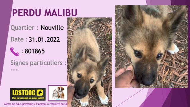 perdu - PERDU MALIBU chiot de 4 mois croisé husky berger allemand beige marron et nez noir poils mi longs à Nouville le 31.01.2022 Perd2156