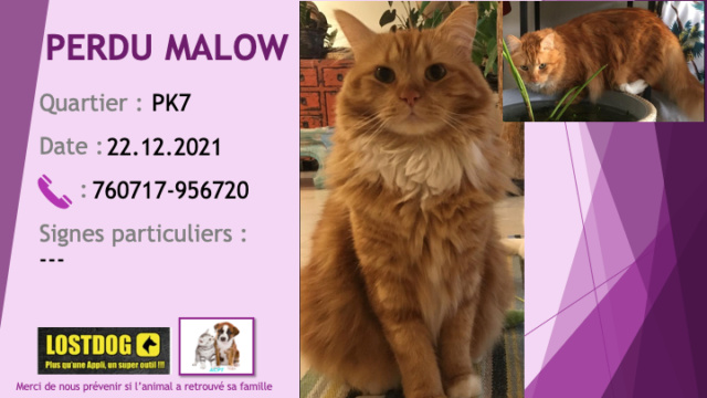 perdu - PERDU MALOW chat tigré roux poils mi-longs tatoué MOTD92 au PK7 le 22/12/2021 Perd2158