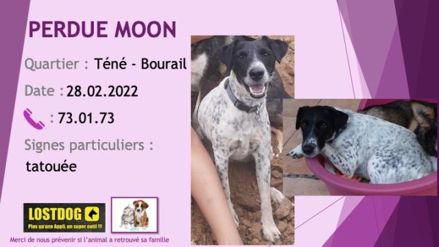 PERDUE MOON fox terrier noire et blanche tête à dominance noire tatouée, stérilisée à Téné Bourail le 28.02.2022 Perd2222