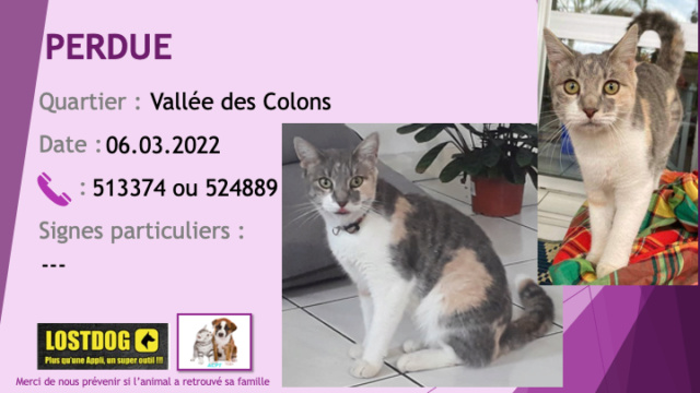 PERDUE chatte 3 couleurs blanche grise et beige collier pucée à la Vallée des Colons le 06.03.2022 Perd2245