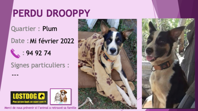 PERDU DROOPPY chien blanc noir avec un peu de beige sur la tête oreilles droites à Plum mi février 2022 Perd2248