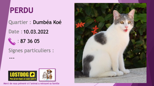 PERDU chaton de 6 mois blanc avec des taches grises tigrées à Dumbéa Koé le 10.03.2022 Perd2252