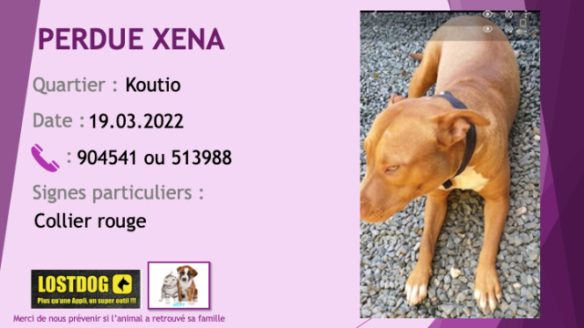 marron - PERDUE XENA pitbull oreilles non coupées fauve (marron clair) petites chaussettes et tache poitrail blanches collier rouge à Koutio le 19.02.2022 Perd2266