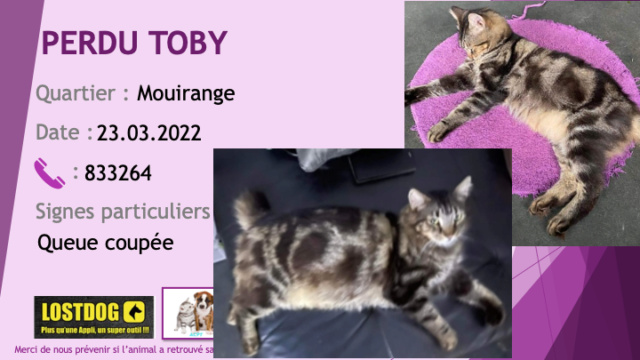 PERDU TOBY chat tigré beige et noir (grosses rayures) queue coupée à Mouirange le 23.03.2022 Perd2271