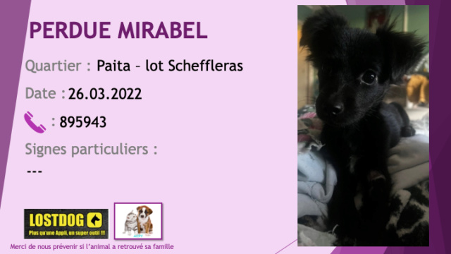 PERDUE MIRABEL chiot de 3 mois noire oreilles semi tombantes à Paita Scheffleras le 26.03.2022 Perd2278