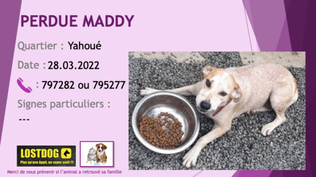 PERDUE MADDY croisée bouvier australien? blanche mouchetée de beige à Yahoué le 28.03.2022 Perd2281