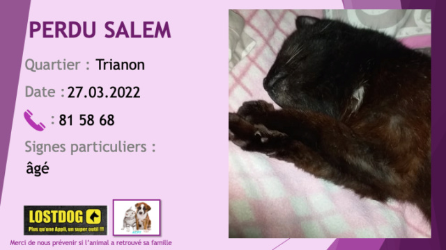 PERDU SALEM chat noir âgé au Trianon le 27.03.2022 Perd2282