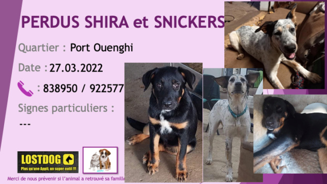 PERDUS SNICKERS type beauceron noir et feu collier vert tatoué P et SHIRA croisée bouvier australien blanche moucheté collier bleu pucés à Port Ouenghi le 27.03.2022 Perd2286