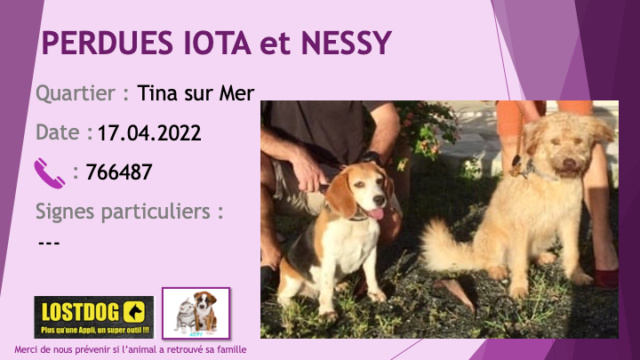 PERDUES IOTA beagle et NESSY type griffon crème (beige) à Tina sur Mer le 17.04.2022 Perd2313