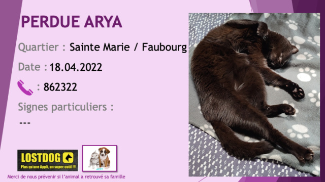 PERDUE ARYA chatte noire tatouée oreille gauche 188MHJ à Sainte Marie /Faubourg Blanchot le 18.04.2022 Perd2317