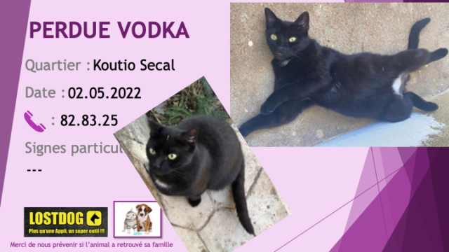 blanche - PERDUE VODKA chatte noire, tache blanche poitrail à Koutio Secal le 02.05.2022 Perd2339