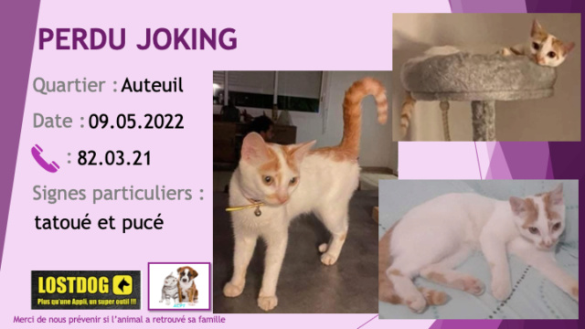 PERDU JOKING chat blanc tête et queue rousses tatoué et pucé à Auteuil le 09.05.2022 Perd2344