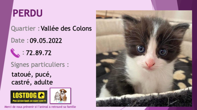 PERDU chat noir et blanc adulte castré pucé tatoué HIP311 à la Vallée des Colons le 09.05.2022 Perd2345