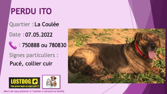 PERDU ITO chien bringé croisé pitbull collier cuir pucé à La Coulée Mont Dore le 07.05.2022 Perd2348