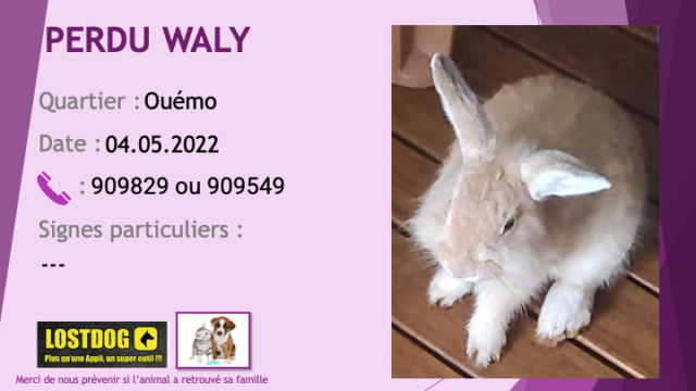 perdu - PERDU WALY lapin beige (marron clair) pattes plus claires à Ouémo le 04.05.2022 Perd2357