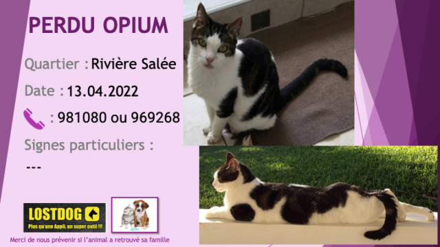 PERDU OPIUM chat blanc avec taches noires/marron à Rivière Salée le 13.05.2022 Perd2360