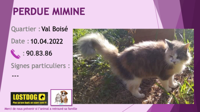 PERDUE MIMINE chatte poils longs blanche rousse et grise à Paita Val Boisé vers le 10.05.2022 Perd2361