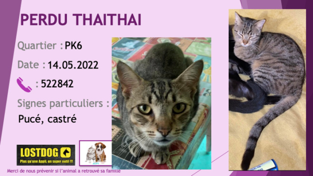 PERDU THAITHAI chat tigré beige et noir stérilisé et pucé au PK6 le 14.05.2022 Perd2384