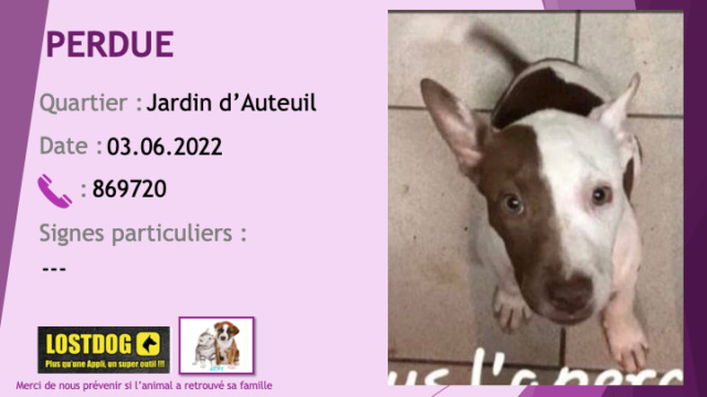 blanche - PERDUE jeune chienne blanche avec taches noires tête moitié blanche moitié marron à Auteuil le 03.06.2022 Perd2393