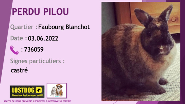 perdu - PERDU PILOU lapin marron beige noir (comme écaille de tortue) castré au Faubourg Blanchot le 03.06.2022 Perd2394