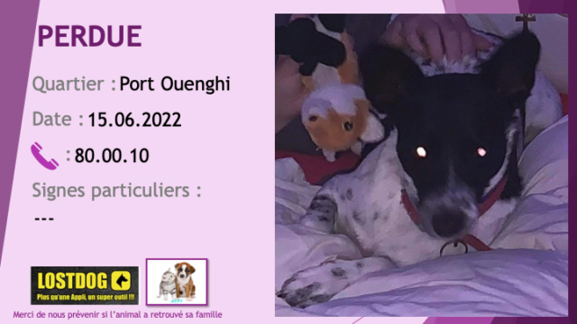 PERDUE chienne blanche mouchetée avec taches noires et tête à dominance noire oreilles droites à Port Ouenghi le 15.06.2022 Perd2407