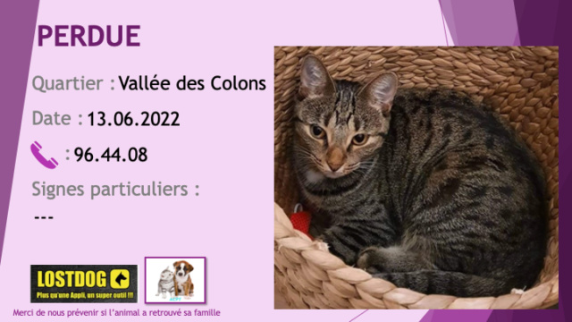 PERDUE chatte tigrée beige noire à la Vallée des Colons le 13.06.2022 Perd2409
