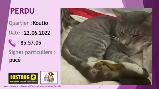 PERDU chat légèrement tigré gris chaussettes poitrail bout de nez blancs pucé à Koutio le 22.06.2022 Perd2426