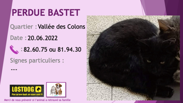 chatte - PERDUE BASTET chatte noir yeux couleur or tache blanche sous le ventre à la Vallée des Colons le 20.06.2022 Perd2427