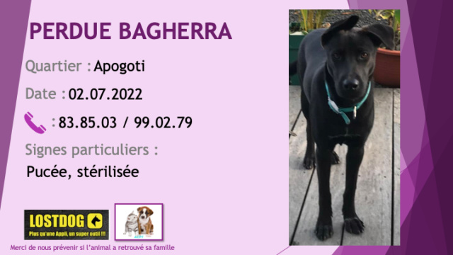 PERDUE BAGHERRA jeune chienne noire collier bleu clair pucée stérilisée à Apogoti le 02.07.2022 Perd2434