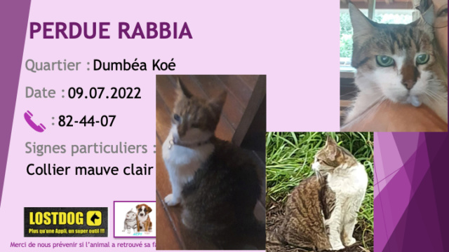 PERDUE RABBIA chatte tigrée beige noir et blanche collier parme (mauve clair) à Dumbéa Koé le 09.07.2022 Perd2443