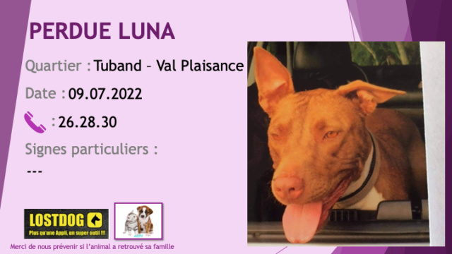 plaisance - PERDUE LUNA pitbull fauve(marron clair) tache blanche poitrail oreilles non coupées collier marron à Tuband Val Plaisance le 09.07.2022 Perd2448