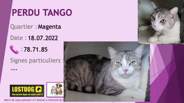 perdu - PERDU TANGO chat tigré gris noir avec du blanc à Magenta le 18.07.2022 Perd2462