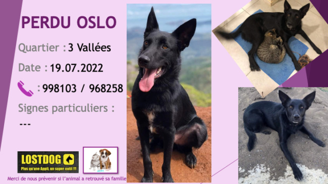 perdu - PERDU OSLO chien noir type berger petite tache blanche poitrail collier coloré aux 3 Vallées Paita le 19.07.2022 Perd2464