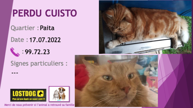 PERDU CUISTO chat tigré roux à Paita le 17.07.2022 Perd2465