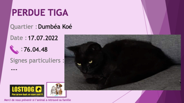 chatte - PERDUE TiGA chatte noire à Dumbéa Koé le 17.07.2022 Perd2467