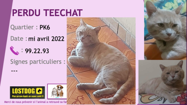 PERDU TEECHAT chat légèrement tigré sable collier marron au PK6 depuis mi avril 2022 Perd2486