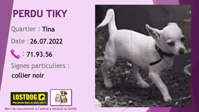 chihuahua - PERDU TIKY chihuahua blanc collier noir à Tina le 26.07.2022 Perd2489