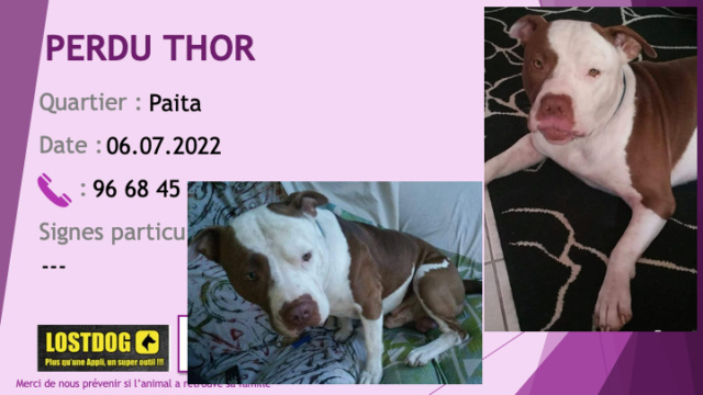 marron - PERDU THOR pitbull marron foncé et blanc oreilles non coupées à Paita le 06.07.2022 Perd2498