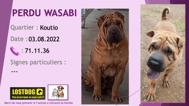 marron - PERDU WASABI sharpei marron à Koutio le 01.08.2022 Perd2501