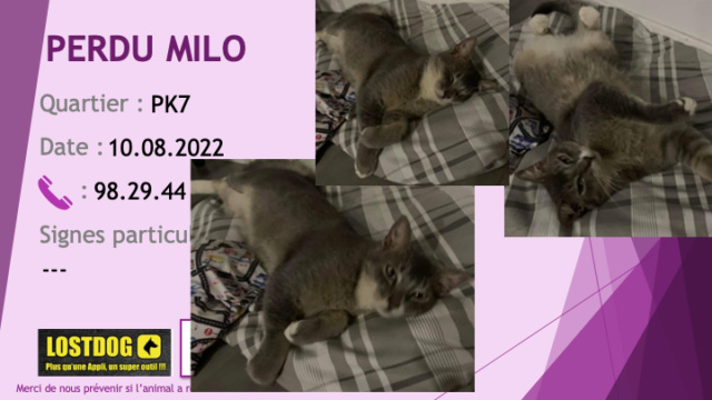 perdu - PERDU MILO chat gris chartreux (souris) et blanc sous le cou et ventre tatoué et pucé au PK7 le 10.08.2022 Perd2509