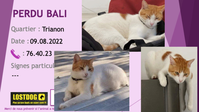 PERDU BALI chat blanc avec taches roux tigré à Trianon le 09.08.2022 Perd2519